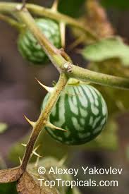 Image result for Solanum sp. A