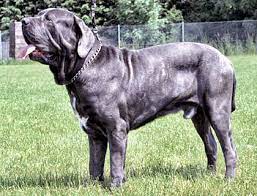 At other times of the year, it does not appear in gameplay, unless the server has halloween mode enabled. Mastino Napoletano Kampfhund Listenhund