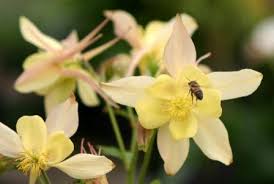 Maybe you would like to learn more about one of these? Shade Perennials Minnesota