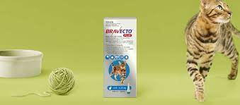 How does bravecto plus for cats work? Bravecto Plus For Cats All In One Spot On Treatment For Your Cat