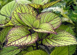 Image result for Coleus stenostachys