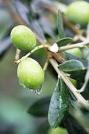 Pin By Claudia Susana On Olive Branch Cottage Olive Branch Olive Tree Olive Gardens