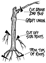 Image result for graft grape vines