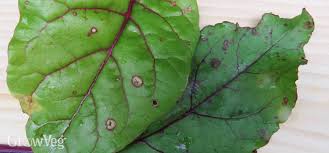 Slugs and snails will also eat potato leaves leaving the edges ragged and often holes in them. Vegetable Garden Troubleshooting Holes In Leaves