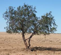 Image result for Ventilago