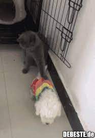 Work monday gif find share on giphy. Pin Von Eve Solzona Auf Gif S Witze Lustige Bilder Katzen