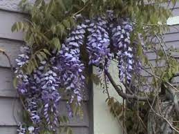 Youtube Edible Plants Wild Edibles Wild Plants