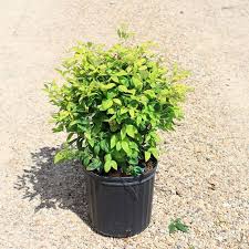 Maybe you would like to learn more about one of these? Nandina Firepower Dallas Stone Supply And Wholesale Nursery Outdoor Warehouse Supply