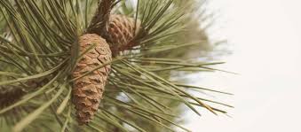 So keep your tools sharpened so that you'll get a clean cut without rough edges. Pruning Your Pine Tree Can Kill It Learn How To Properly Care For Your Conifer Tree Pinecone Landscape Tree Care Pine Tree Tree