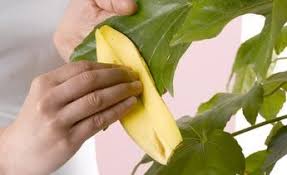 Bananenschalen Als Dunger Verwenden Bananenschale Bananen Schale Dunger Fur Pflanzen