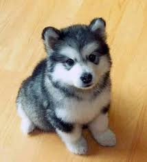 Black And White Pomsky Full Grown Black And White Pomsky Puppies At 17 Cool Pomsky The Pomeranian Husky Mix Breed Puppies Pictures Photos Images And Wallpape Little Husky Cute Animals Puppies