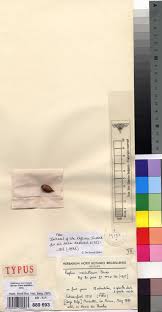 Image result for Antherotoma tenuis