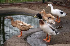 Entenfutter Was Fressen Enten Und Was Nicht