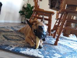 Maybe you would like to learn more about one of these? Fitz The Corgi Belgian Malinois Mix Album On Imgur