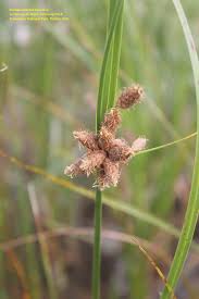 Image result for Schoenoplectus erectus