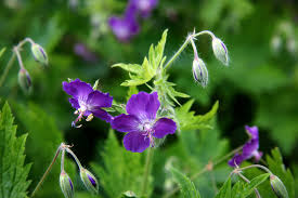 However, there also are several perennial flowers for shade that can add some pops of color to the landscape. Top 10 Plants For Shade The English Garden