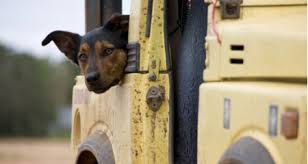 Feb 16, 2016 · if flies are targeting a specific area on your dog, say his ears, try applying petroleum jelly to the area to keep them from biting. Fly Bites In Dogs Petcoach