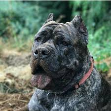 Cane Corso Dogs Dograzas Cane Corso Dog Cane Corso Corso Dog