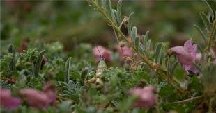 Image result for Dicerocaryum eriocarpum