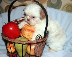 We raise akc shih tzu s. Akc Shih Tzu Puppies Ready For Sale In Jacksonville Florida Classified Americanlisted Com