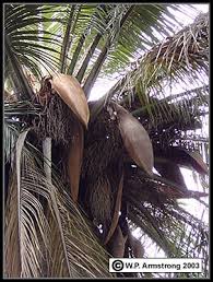 Many common language terms used for fruit and seeds differ from botanical classifications. Palm Fruit Photos