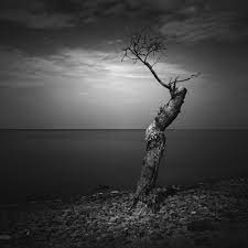 We did not find results for: 1500 Black And White Photography Pictures Download Free Images On Unsplash