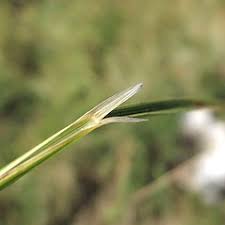 2 distribution of this species is widespread including the. Deschampsia Cespitosa Tufted Hair Grass Go Botany