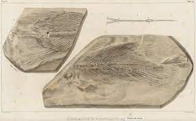 Dessin Du Fossile Permien De Coelacanthus Granulatus Figurant Dans La Download Scientific Diagram