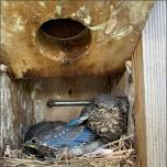 Monitoring Eastern Bluebirds in a Suburban...