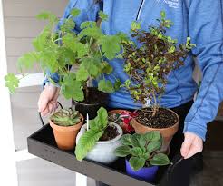 Place the plants in the dark. Can All Houseplants Go Outside In Summer Finegardening