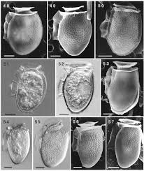Image result for Danthoniopsis acutigluma