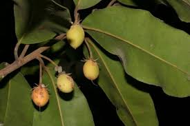 Image result for Mimusops