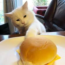 Turns Out The Pawsome Cat From Woman Yelling At A Cat Meme Is Named Smudge And His Instagram Is Adorable Bored Panda
