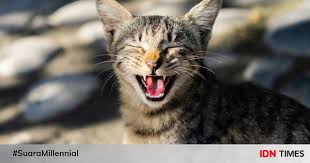 Check spelling or type a new query. 5 Mitos Tentang Kucing Yang Sangat Misteri Kamu Percaya Gak