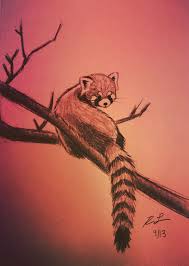 Red Panda Graphite Sketch Rhoda Lucey Panda Sketch Panda Art Red Panda