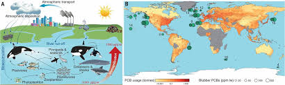 Predicting Global Killer Whale Population Collapse From Pcb