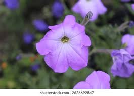 Image result for Petunia axillaris