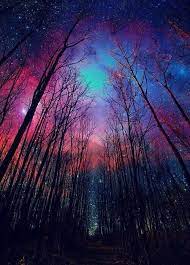 Forest Of Stars Forest Stars Scenery Nature Nature Photography
