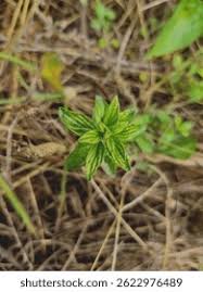 Image result for Pouzolzia guineensis