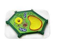 Maybe you would like to learn more about one of these? Plant Cell Youtube