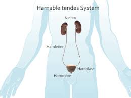 Nieren Und Harnleitersteine Erkrankungen Therapien Urologie Uniklinik Koln