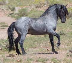Their origins can be traced to the primitive sorraia horse breed. Mustangs What Colors Patterns Star Stable Forums