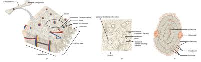 Connective Tissues Biology For Majors Ii
