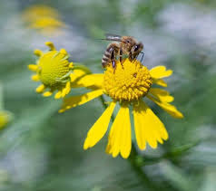 NYT Spelling Bee Answers for Feb. 6, 2026