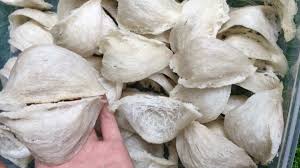 It is a common resident colonial breeder in the hills of sri lanka and south west india. Edible Bird S Nest Factories Boom In Borneo Nikkei Asia