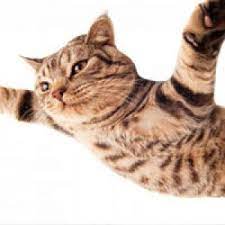 ruyada kedi yikadigini gormek kedi hayvanlari blog