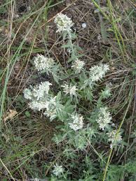 Image result for Achyrospermum carvalhoi