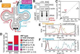 Here's the list of the lawyer: Angiogenin Generates Specific Stress Induced Trna Halves And Is Not Involved In Trf 3 Mediated Gene Silencing Journal Of Biological Chemistry