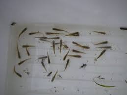春だよ 房総へ出撃だ うみーのお魚愚痴日記 Case