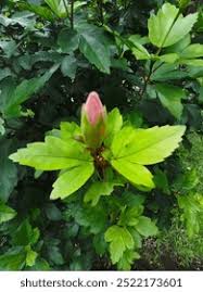 Image result for Malvaceae subfamily Malvoideae